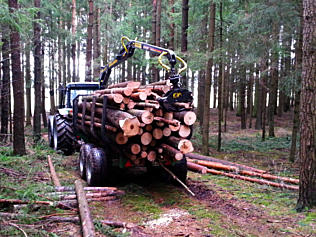Verladung und Transport nach Baumfällung